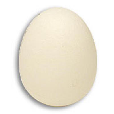 SPONGE EGG