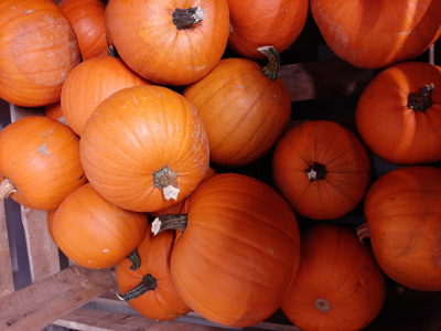 Halloween 2-4 kg.
