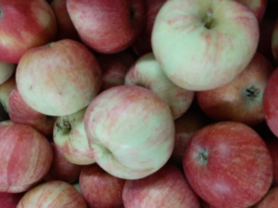 Æbler Rød Gala stk. Danske
