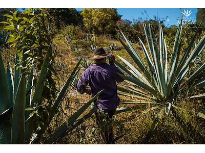 Mezcal Koch Elemental Agave Espadin